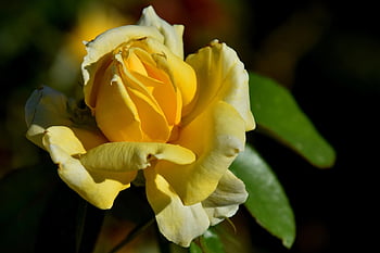 rose, flower, bloom, yellow Rose, yellow Flower, yellow Petals, blossom, flora, plant, floriculture, horticulture