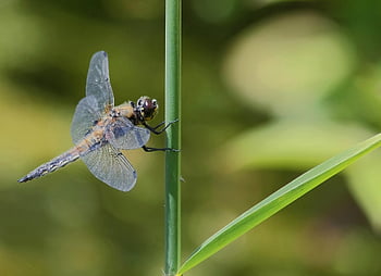 nature, insect, dragon-fly, close Up