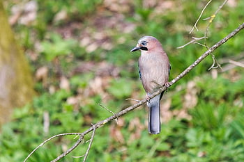 jay, eurasian Jay, bird, garrulus Glandarius, nature, bird Photography, birdwatching, avian