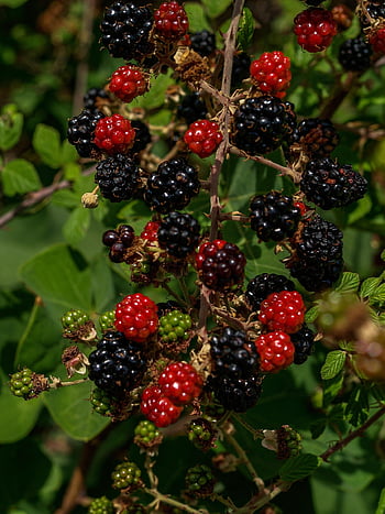 ostružiny, ovoce, les, Červené, Černá, bobule, vitamíny, Příroda, flóra, keř, trnitý