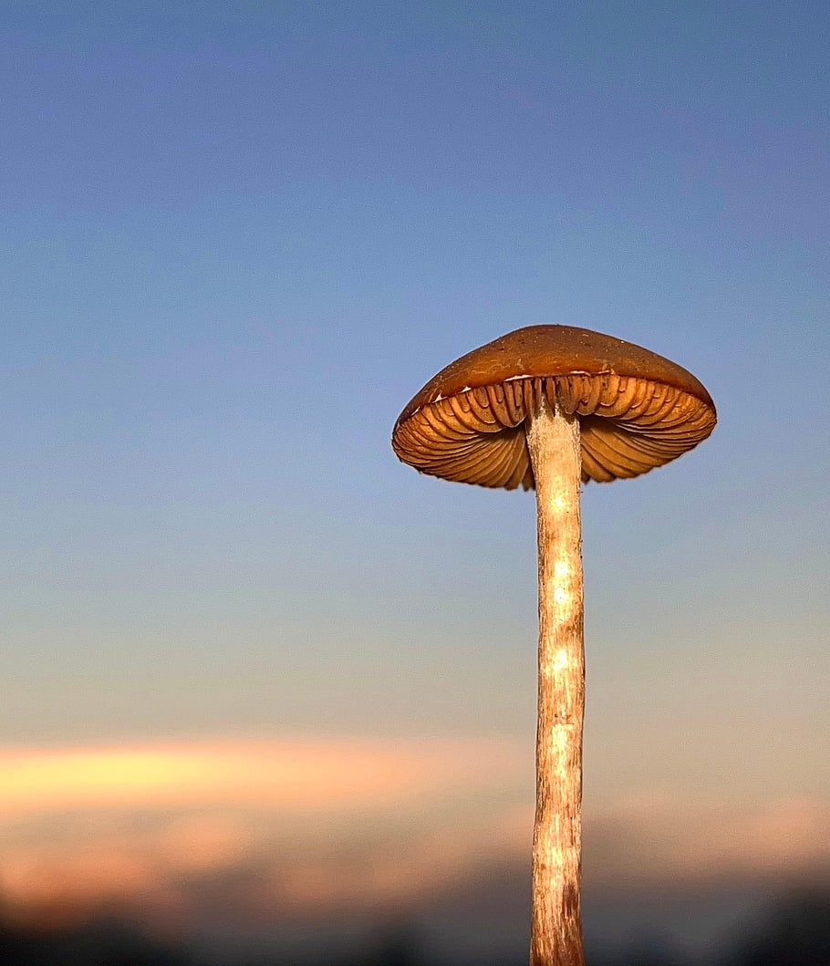 mushroom, plant, toadstool, fungi, fungus, mycology, nature, sunset, mushrooms, mountain, universe