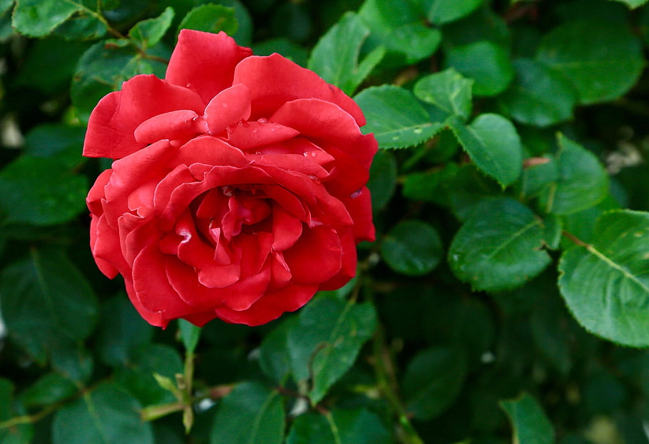 Róża, czerwona róża, kwiat, kwiat róży, płatki, płatki róż, kwitnąć, flora, Natura