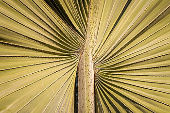 palm Tree, palm Fronds, detail, close Up, plant, green, tropical, palm Trees, leaf, exotic, james