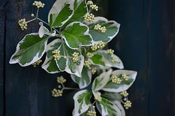 wall, leaves, nature, branch, ivy, plants, green