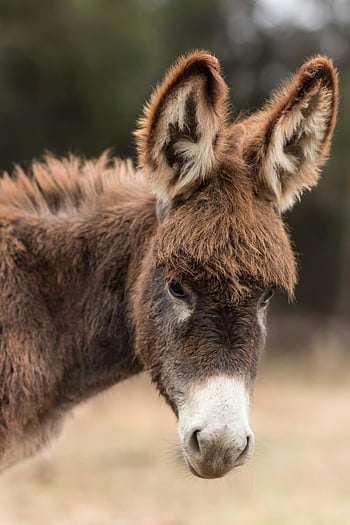 brown donkey, white donkey, shallow focus photography, fluffy fur, donkey ears, portrait shot, brown and white, donkey, animal photography, outdoor photography, nature photography