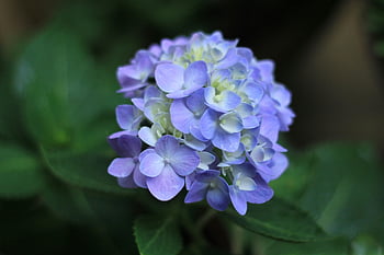 purple-hydrangea-close-up-shot-floral-ap