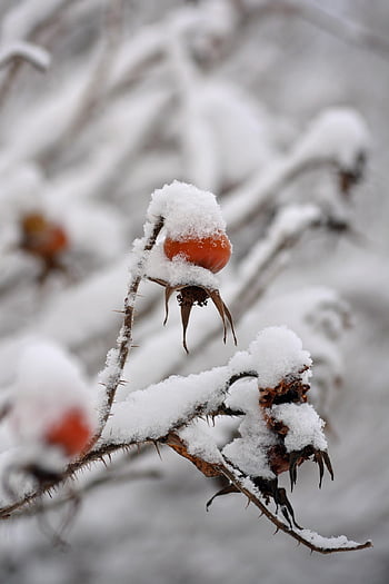 winter, nature, rose Hip, snow, frost, organic