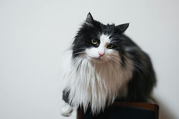 tuxedo cat, selective focus photography, bicolor cat, fluffy fur, bright eyes, perched on chair, studio setting, cute cat, black and white cat, pet photography, animal portrait