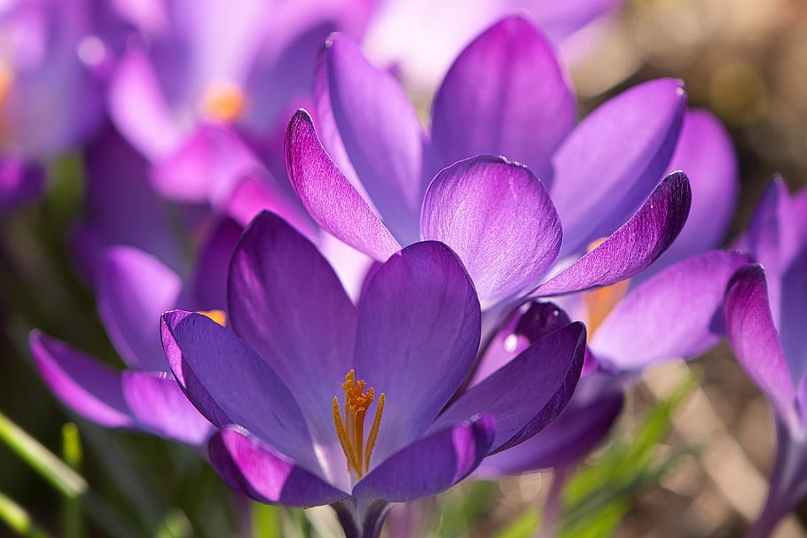 violet, flowers, crocuses, wild, meadow, nature, park, spring, purple Flowers, close Up, macro