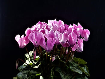 cyclamen, flowers, plant, persian Cyclamen, cyclamen Persicum, pink Flowers, petals, buds, bloom, leaves, potted Plant