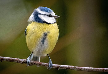 blue Tit, branch, nature, bird, perched, perched Bird, small Bird, ave, avian, ornithology, birdwatching