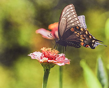 Schmetterling, Insekt, Garten, Sommer-, Detail, Fehler, Flügel, Natur, bunt, wild, draussen