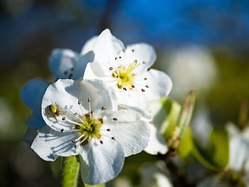 flores, flores de bulbo, araña, floración, primavera, árbol frutal en flor, naturaleza, Pear Tree Blossom, flor de pera, rama floreciente, inflorescencia
