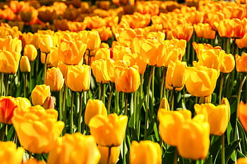 Žluté tulipánové pole, krajinářské fotografie, jarní krása, Vibrující tulipány, plný květ, žluté květy, Tulipán zahrada, Květinová krajina, fotografování přírody, jarní květiny, venkovní scenérie