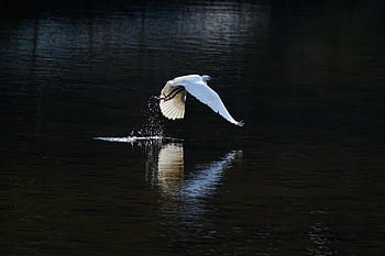 鳥、 アオサギ、 鳥類学、 種、 動物相、 鳥類、 動物、 野生動物、 翼、 川、 自然