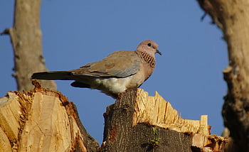 holubice, pták, směje se holubice, malá hnědá holubice, spilopelia senegalensis, ptačí, Příroda, aves, fauna, avifauna, Indie