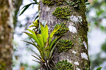 bromeliad, parazit, větev, strom, biodiverzity, Kostarika