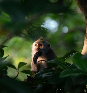 macaque, tree branch, dense green foliage, natural habitat, close-up, monkey, wildlife, forest, nature, primate, outdoor