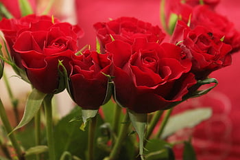 roses rouges, fleurs roses rouges, fleurs de la Saint-Valentin, Fleurs de fête des mères, roses rouges luxuriantes, roses grossières, roses en fleurs, fleurs romantiques, bouquet floral, bouquet de fleurs rouges, bouquet de rose