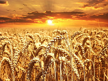 buğday tarlası, altın saat, canlı gün doğumu, Tarım Güzelliği, Çarpıcı manzara, kırsal manzara, doğal güzellik, Altın ışık, tarım alanı, Tarlada Gündoğumu