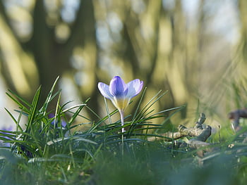 crocus, flower, plant, petals, crocus Chrysanthus, blossom, bloom, grass, spring Flower, early Bloomer, spring