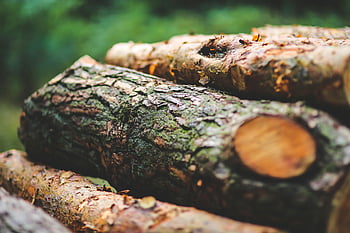 tree bark, detailed view, tree logs, bark texture, natural forest, environment, close-up, outdoor, nature, wood, logs