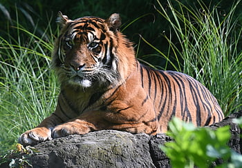 harimau, harimau Bengali, hewan, karnivor, mamalia, predator, binatang buas, margasatwa, panthera tigris tigris, kebun binatang, alam
