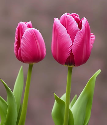 ai Generated, pink Tulip, tulips, pink, beautiful Flowers, blossom, nature, flower Background, flowers, plant, flower Wallpaper