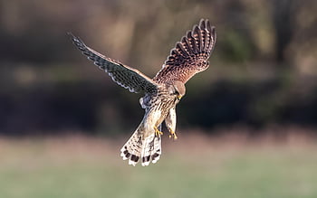 kestrel, berburu, penerbangan, raptor, burung, hewan, burung pemangsa, margasatwa, liar, predator, karnivor