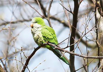monk Parakeet, quaker Parrot, parrot, parakeet, trees, animal, bird, wildlife, nature, green, cute
