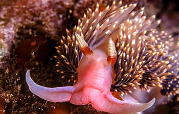 nudibranch, γυμνοσάλιαγκας, σφαίρα της θάλασσας, σαλιγκάρι, φύση, ζώο, μαλάκιο, υποβρύχιος, θάλασσα, καταδύσεις, θαλάσσια