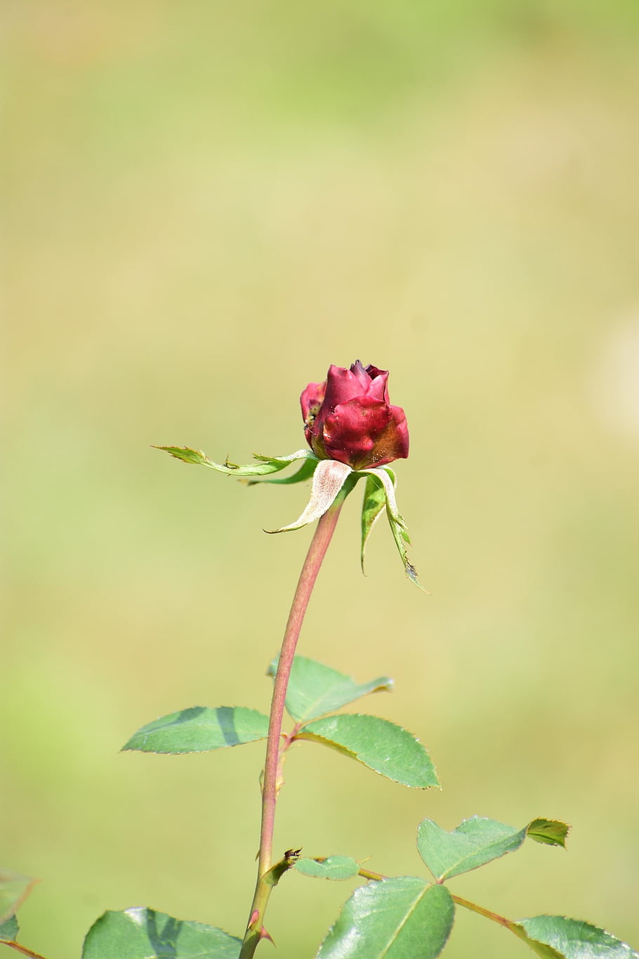 flower, rose, bloom, diseased, nature