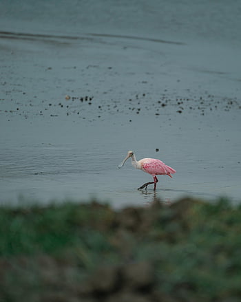 ばら色のスプーンビル、 鳥、 野生動物、 動物、 自然、 海洋、 ピンク