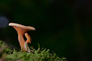 champignons, valse hanenkam, bosgrond, Bos, mos, paddestoel, vallen, natuur