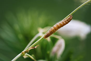 caterpillar, nature, insect, larva, moth Caterpillar, butterfly, animal, close Up, gluttonous