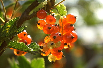 currants, fruit, berries, food, fresh, healthy, mature, organic, sweet, produce, set