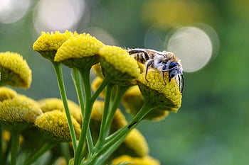 květiny, včela, opylování, krásné květiny, hmyz, entomologie, květ, květy, květinové pozadí, květinové tapety, Příroda