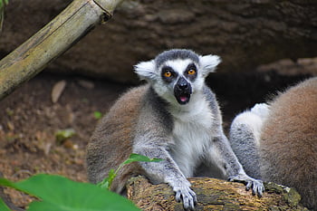 lemur, primát, zvíře, savec, zoo, zoologie, biologie, volně žijících živočichů, zblízka, Příroda, překvapení