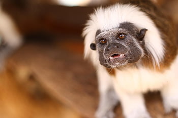 monkey, mico, mono, zoo, amazonia, naturaleza, nature, rancho, animal, silvestre, fauna