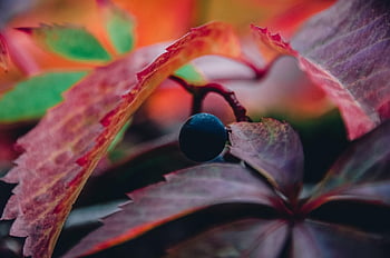 plant, leaves, grape, nature, foliage, autumn Leaves, autumn Foliage, autumn Colors, autumn Season, grapevine, vine