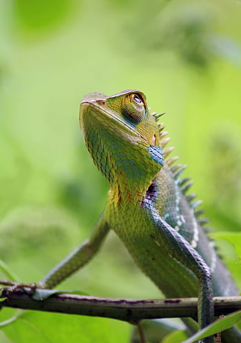 iguane vert, caméléon coloré, fermer, branche, feuillage vert luxuriant, reptile, la nature, faune, lézard vert, branche d'arbre, habitat forestier