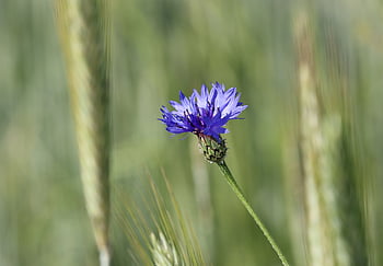 maismel, blomst, blå, natur, blomst bakgrunn, vakre blomster, felt, korn, sommer, blomst tapet, flora