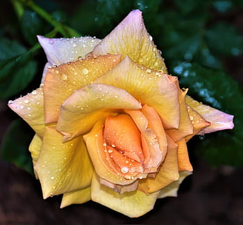 Rose, Blume, blühen, Flora, schöne Blumen, Regen fällt, nasse Rose, Blumentapete, Blumen Hintergrund, Natur, Nahansicht