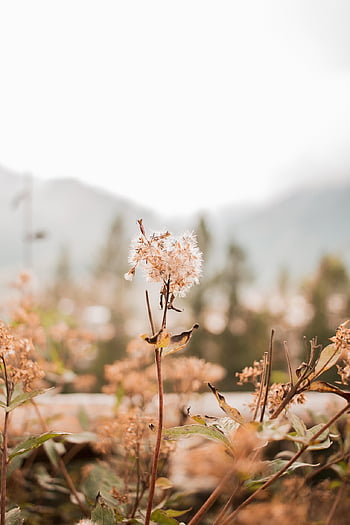 autumn, flowers, plants, flower Background, wildflowers, beautiful Flowers, flora, bloom, flower Wallpaper, phone Wallpaper, blossom
