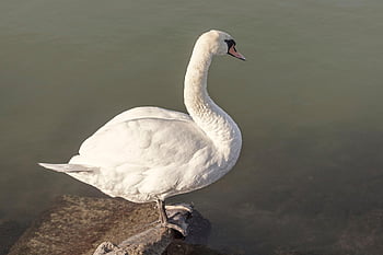 svane, fugl, fjer, penne, næb, dyr, fauna, dyreliv, svømning, vand, sø