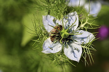 virgin în verde, albină, Damasc negru chimen, albina, nigella damascena, insectă, poleniza, polenizare