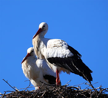 こうのとり、 鳥、 ガラガラコウノトリ、 ネスト、 自然