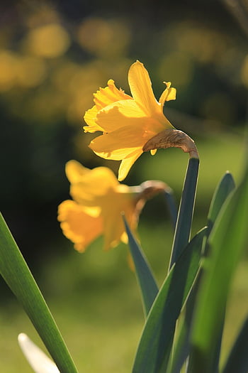 daffodils, easter Bells, early Bloomer, spring Awakening, beginning Of Spring, flora, blossoms, bloom, flower Bed, flower Meadow, blossomed