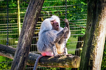 baboon, monkey, animal, animal World, zoo, ape, nature, mammal, creature, tiergarten, primate