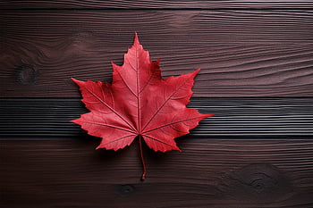 seasonal, leaf, background, red, fall, autumn, maple, flat lay, rustic, october, november